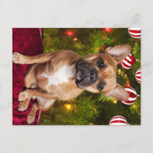 Briefkaart voor kerstmis in Franse Bulldog