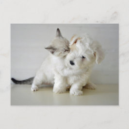 Briefkaart voor keukenpuin