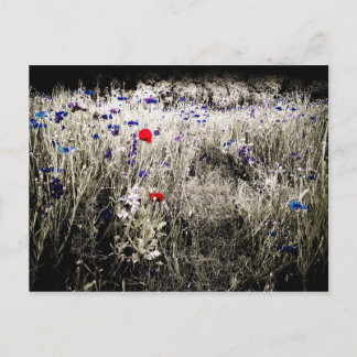 Briefkaart voor kleurisolatie van wilde bloemen