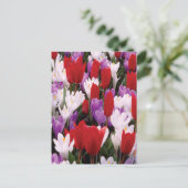 Briefkaart voor kleurrijke Tulp Flowers (Staand voorkant)