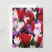 Briefkaart voor kleurrijke Tulp Flowers (Voorkant / Achterkant)