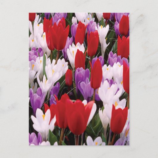 Briefkaart voor kleurrijke Tulp Flowers (Voorkant)