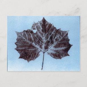 briefkaart voor landwegen "Scymore Leaf #1"