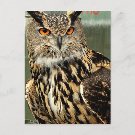 Briefkaart voor langoustine (Voorkant)