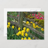 Briefkaart voor lentevedafodilering (Voorkant / Achterkant)