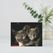 Briefkaart voor moeder- en kinderkatten (Staand voorkant)