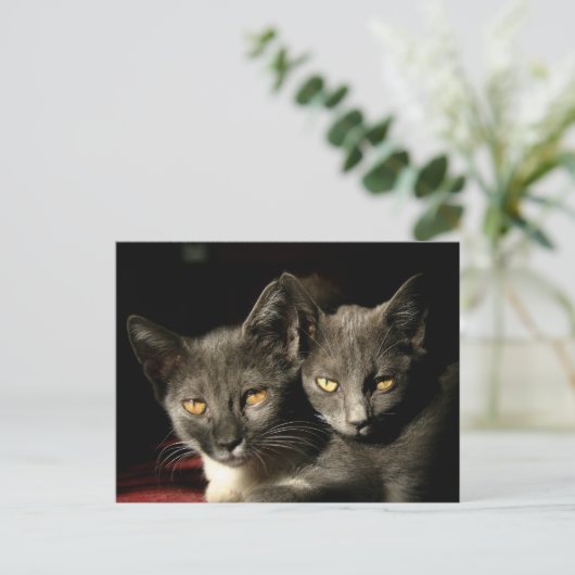 Briefkaart voor moeder- en kinderkatten (Staand voorkant)