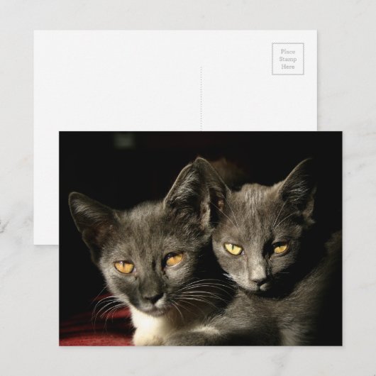 Briefkaart voor moeder- en kinderkatten (Voorkant / Achterkant)