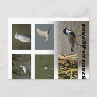 Briefkaart voor natuur van Cypriotische dieren