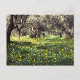 Briefkaart voor olijfgaarden
