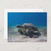 Briefkaart voor onderwaterduiking van schildpadden (Voorkant / Achterkant)