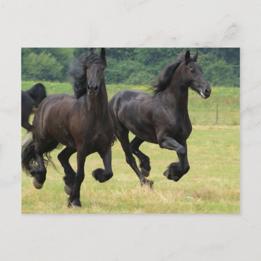 Briefkaart voor paarden met een galoping (Voorkant)