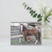 Briefkaart voor paarden van Clarien (Staand voorkant)