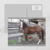 Briefkaart voor paarden van Clarien (Voorkant / Achterkant)