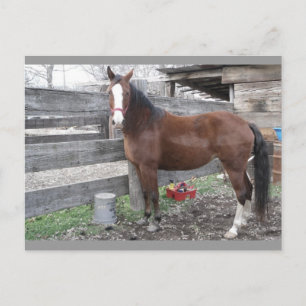 Briefkaart voor paarden van Clarien