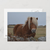 Briefkaart voor paardenkunst (Voorkant / Achterkant)