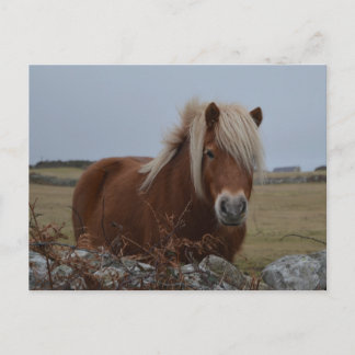 Briefkaart voor paardenkunst