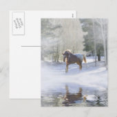 Briefkaart voor paardenvakantie (Voorkant / Achterkant)