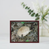 Briefkaart voor paddenstoelen met volledige pilaar (Staand voorkant)