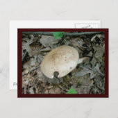 Briefkaart voor paddenstoelen met volledige pilaar (Voorkant / Achterkant)