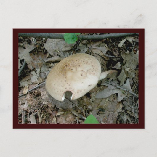 Briefkaart voor paddenstoelen met volledige pilaar (Voorkant)