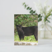 Briefkaart voor pekelpanter (Staand voorkant)