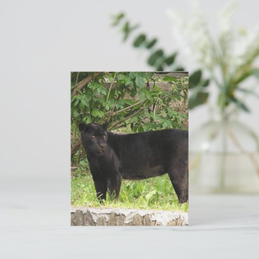 Briefkaart voor pekelpanter (Staand voorkant)