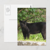 Briefkaart voor pekelpanter (Voorkant / Achterkant)