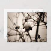 Briefkaart voor poedervorm (Voorkant / Achterkant)