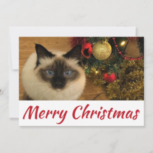 Briefkaart voor prettig kerstKat