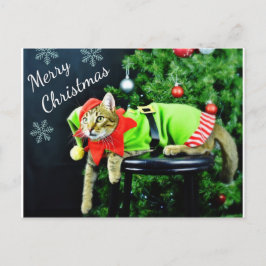 Briefkaart voor prettige kerstkat