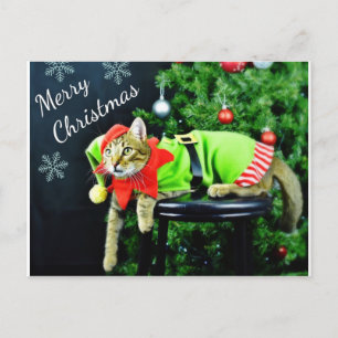 Briefkaart voor prettige kerstkat