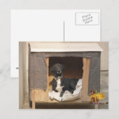 Briefkaart voor redding van nowzad (Voorkant / Achterkant)