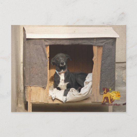 Briefkaart voor redding van nowzad (Voorkant)