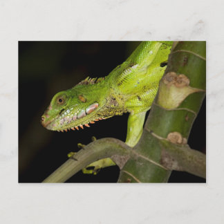 Briefkaart voor reisophaaldiensten 12