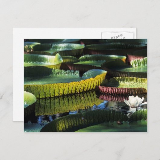 Briefkaart voor reisophaaldiensten 7 (Voorkant / Achterkant)