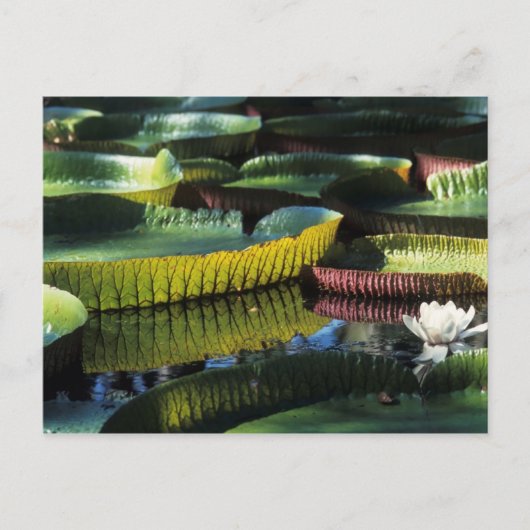 Briefkaart voor reisophaaldiensten 7 (Voorkant)