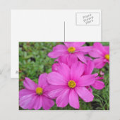 Briefkaart voor roze kosmosbloemdruk (Voorkant / Achterkant)