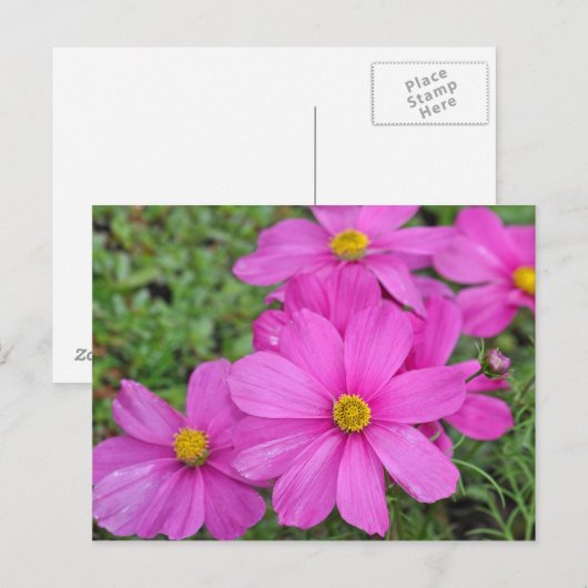 Briefkaart voor roze kosmosbloemdruk (Voorkant / Achterkant)