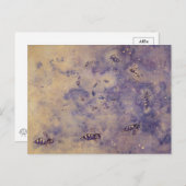 Briefkaart voor ruimtebijen (Voorkant / Achterkant)