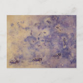 Briefkaart voor ruimtebijen (Voorkant)