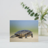 Briefkaart voor schildpad / amfibieën / reptielen (Staand voorkant)