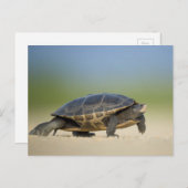 Briefkaart voor schildpad / amfibieën / reptielen (Voorkant / Achterkant)