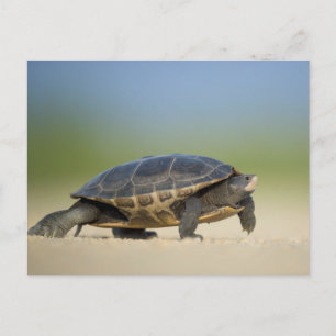 Briefkaart voor schildpad / amfibieën / reptielen
