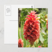 Briefkaart voor siergember (Voorkant / Achterkant)