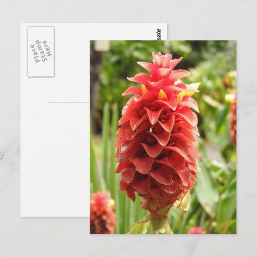 Briefkaart voor siergember (Voorkant / Achterkant)