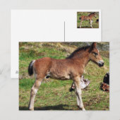 Briefkaart voor slachtdieren (Voorkant / Achterkant)