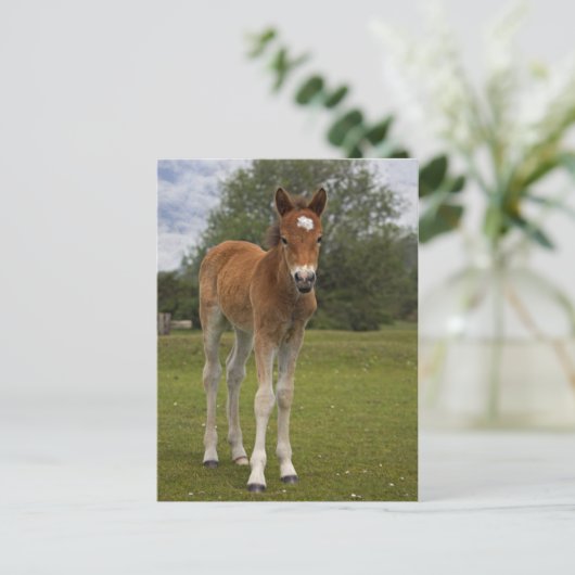 Briefkaart voor slachtdieren (Staand voorkant)