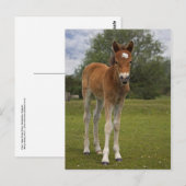 Briefkaart voor slachtdieren (Voorkant / Achterkant)