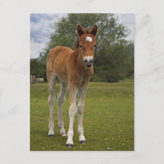 Briefkaart voor slachtdieren (Voorkant)
